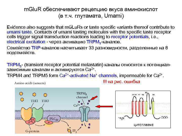 m. Glu. R обеспечивают рецепцию вкуса аминокислот (в т. ч. глутамата, Umami) Evidence also