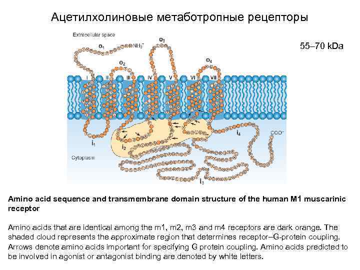 Ацетилхолиновые метаботропные рецепторы 55– 70 k. Da Аmino acid sequence and transmembrane domain structure