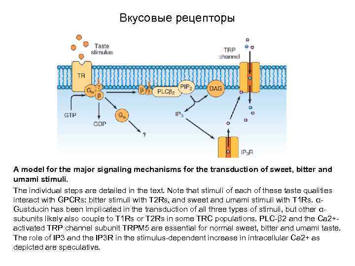 Вкусовые рецепторы A model for the major signaling mechanisms for the transduction of sweet,