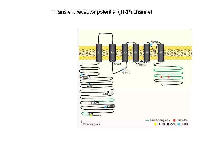 Transient receptor potential (TRP) channel 