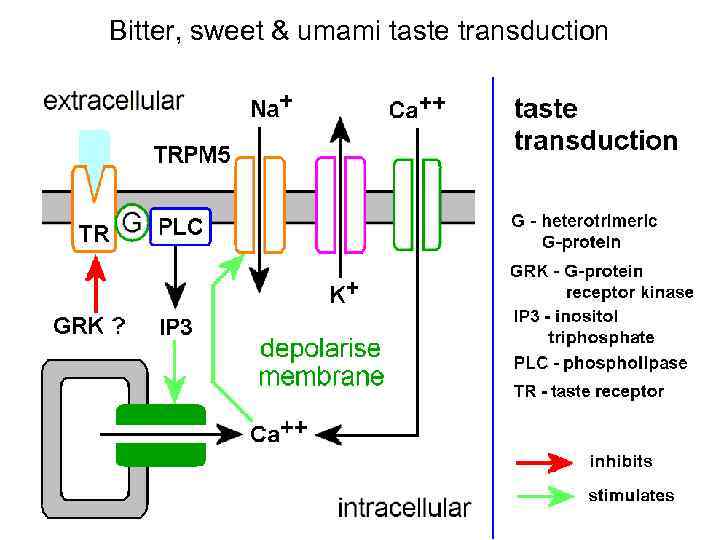 Bitter, sweet & umami taste transduction 