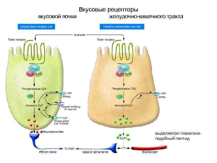 Вкусовые рецепторы вкусовой почки желудочно-кишечного тракта выделяется глюкагоноподобный пептид 