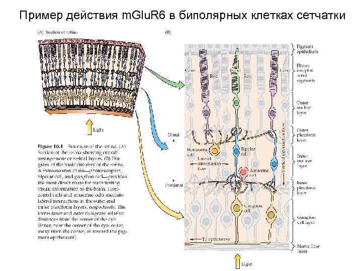 Пример действия m. Glu. R 6 в биполярных клетках сетчатки 