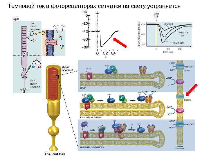 Темновой ток в фоторецепторах сетчатки на свету устраняется 