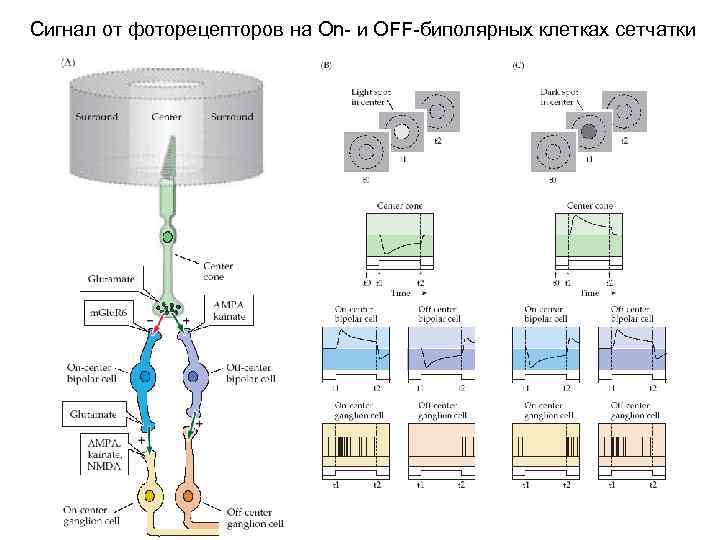 Сигнал от фоторецепторов на On- и OFF-биполярных клетках сетчатки 