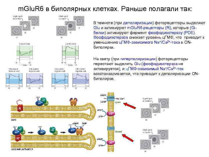 m. Glu. R 6 в биполярных клетках. Раньше полагали так: В темноте (при деполяризации)