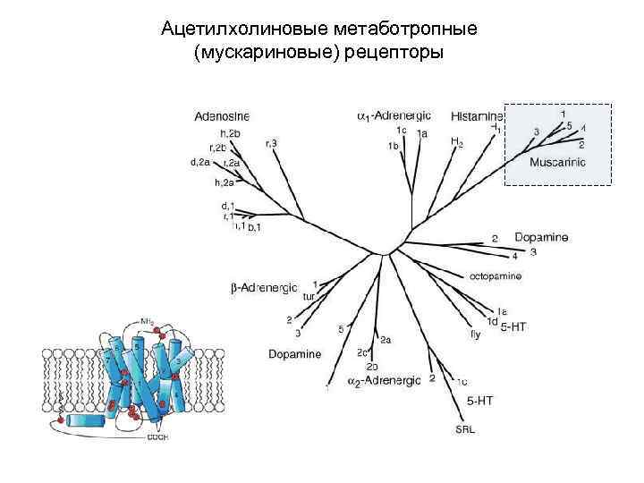 Ацетилхолиновые метаботропные (мускариновые) рецепторы 