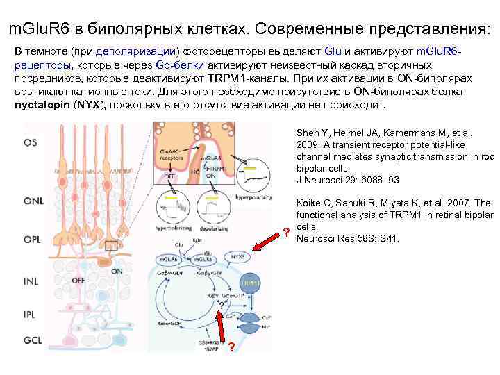 m. Glu. R 6 в биполярных клетках. Современные представления: В темноте (при деполяризации) фоторецепторы