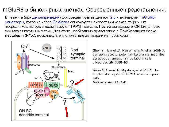m. Glu. R 6 в биполярных клетках. Современные представления: В темноте (при деполяризации) фоторецепторы
