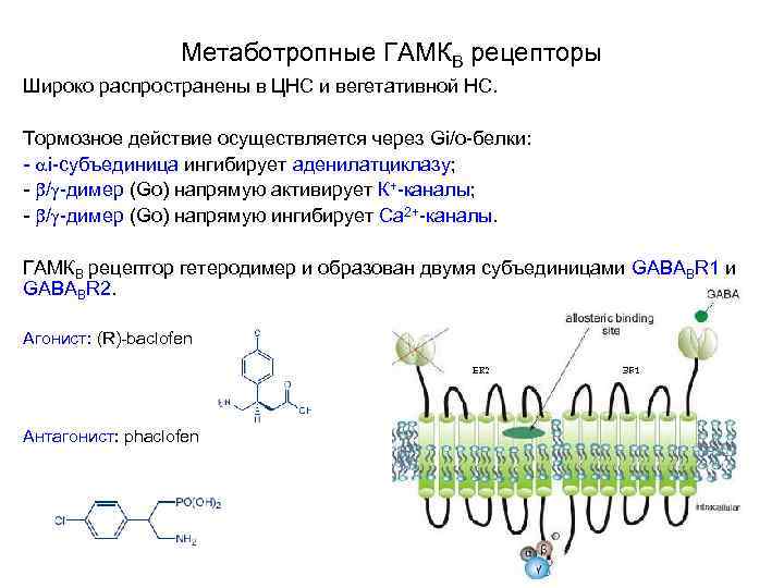 Метаботропные ГАМКВ рецепторы Широко распространены в ЦНС и вегетативной НС. Тормозное действие осуществляется через