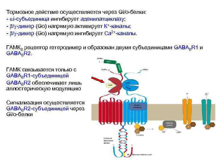 Тормозное действие осуществляется через Gi/o-белки: - i-субъединица ингибирует аденилатциклазу; - / -димер (Go) напрямую