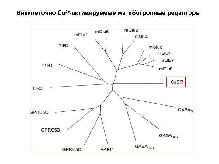 Внеклеточно Са 2+-активируемые метаботропные рецепторы 