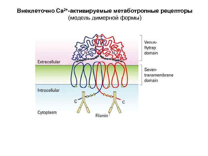 Внеклеточно Са 2+-активируемые метаботропные рецепторы (модель димерной формы) 