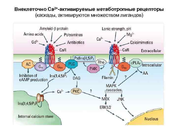 Внеклеточно Са 2+-активируемые метаботропные рецепторы (каскады, активируются множеством лигандов) 