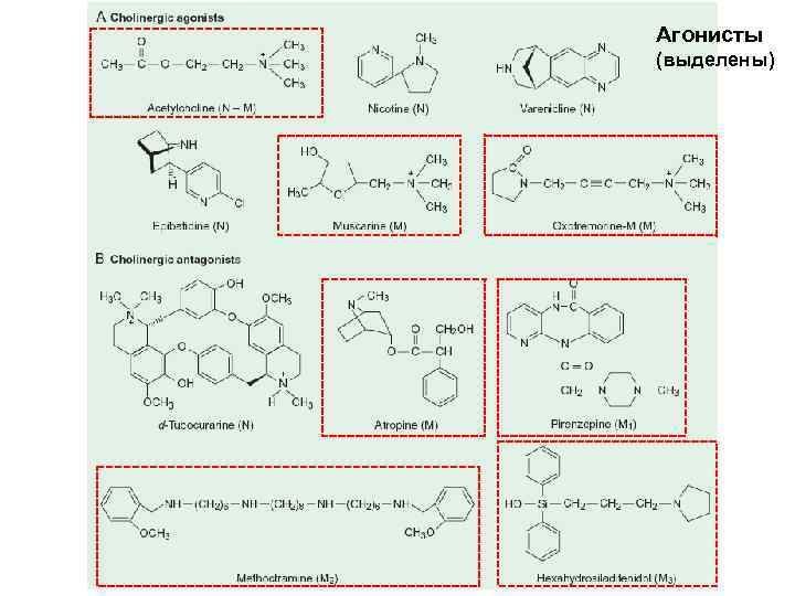 Агонисты (выделены) 