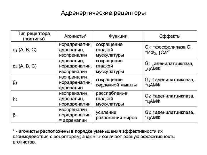 Адренергические рецепторы 