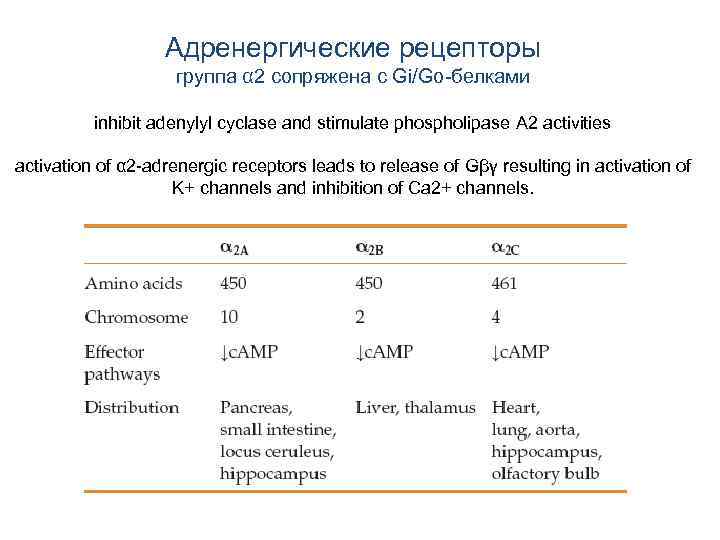 Адренергические рецепторы группа α 2 сопряжена с Gi/Go-белками inhibit adenylyl cyclase and stimulate phospholipase