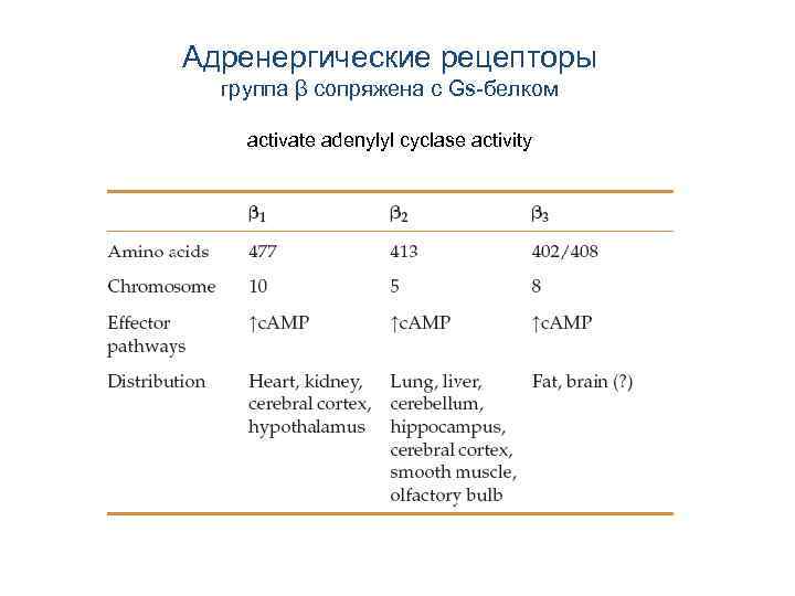 Адренергические рецепторы группа β сопряжена с Gs-белком activate adenylyl cyclase activity 