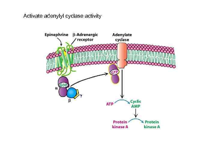 Activate adenylyl cyclase activity 