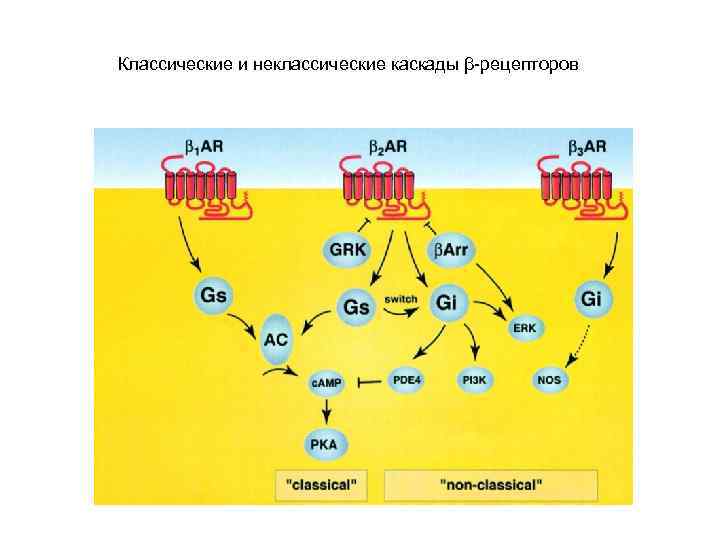 Классические и неклассические каскады β-рецепторов 