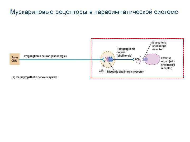 Мускариновые рецепторы в парасимпатической системе 