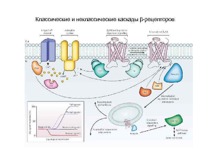 Классические и неклассические каскады β-рецепторов 