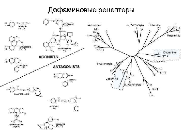 Дофаминовые рецепторы 