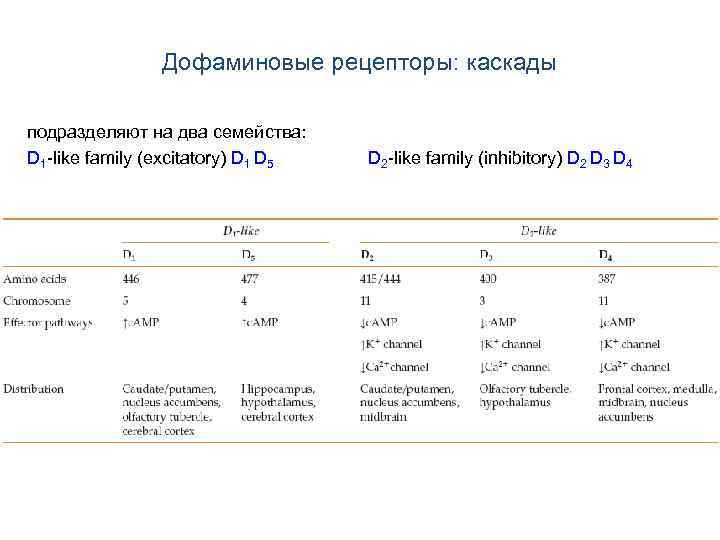 Дофаминовые рецепторы: каскады подразделяют на два семейства: D 1 -like family (excitatory) D 1