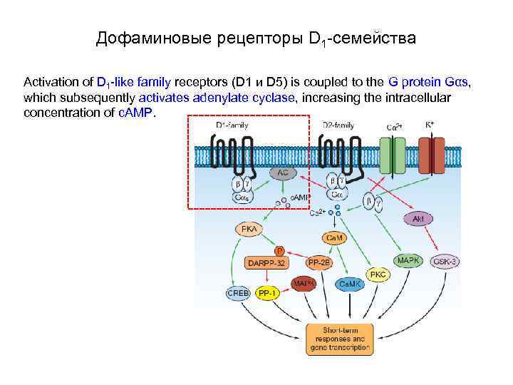 Дофаминовые рецепторы D 1 -семейства Activation of D 1 -like family receptors (D 1