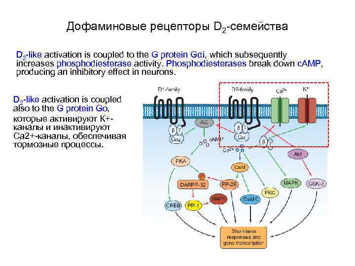 Дофаминовые рецепторы D 2 -семейства D 2 -like activation is coupled to the G