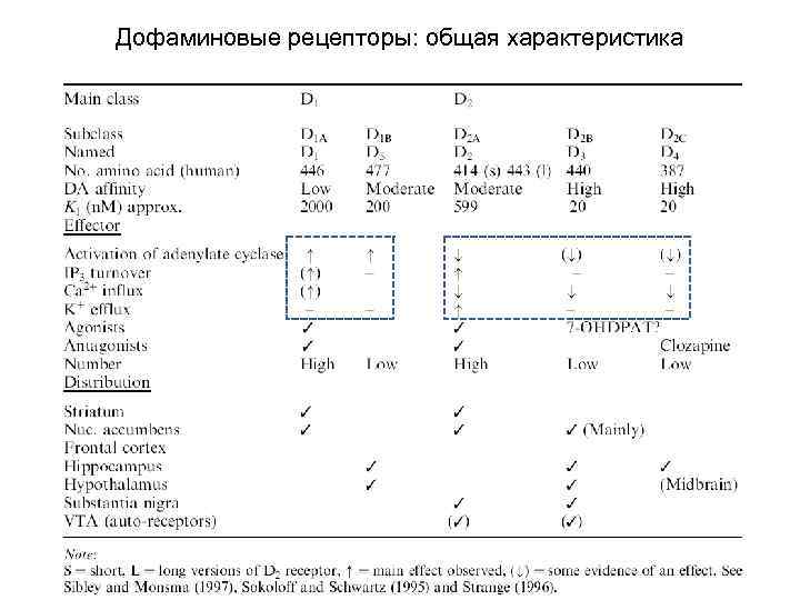 Дофаминовые рецепторы: общая характеристика 