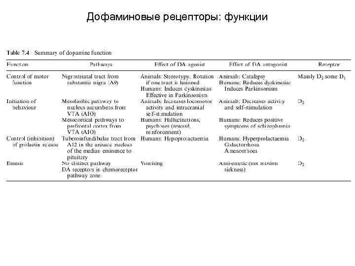 Дофаминовые рецепторы: функции 