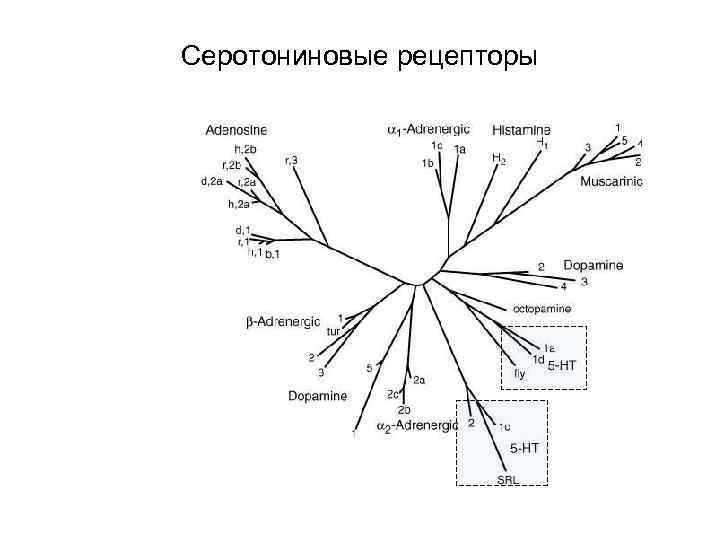 Серотониновые рецепторы 