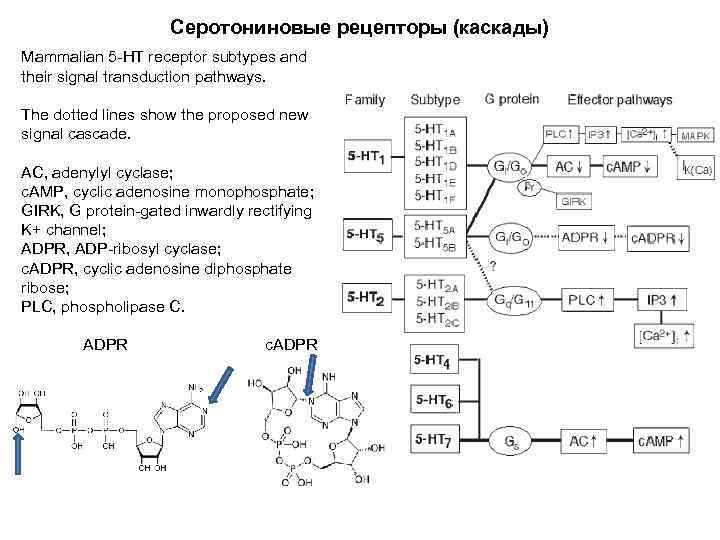 Серотониновые рецепторы (каскады) Mammalian 5 -HT receptor subtypes and their signal transduction pathways. The