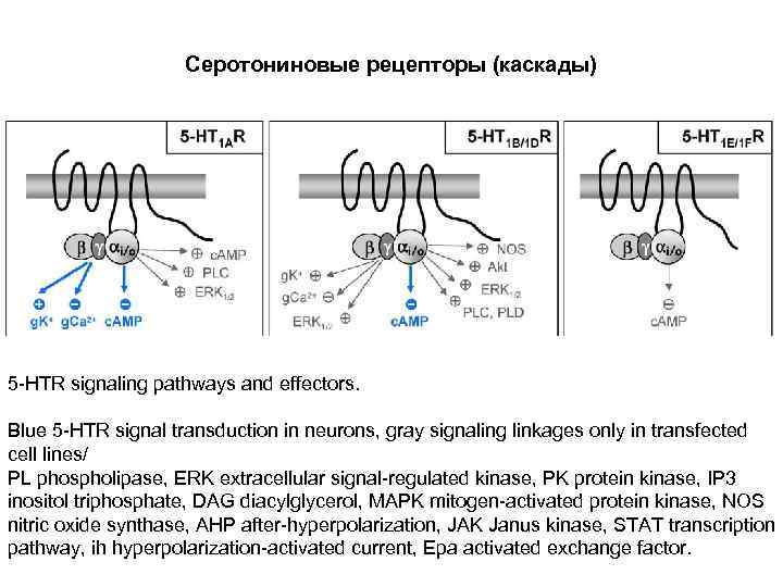 Серотониновые рецепторы (каскады) 5 -HTR signaling pathways and effectors. Blue 5 -HTR signal transduction