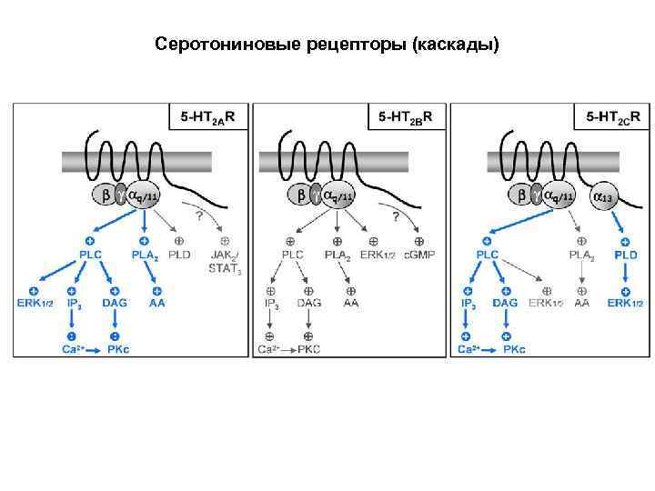 Серотониновые рецепторы (каскады) 
