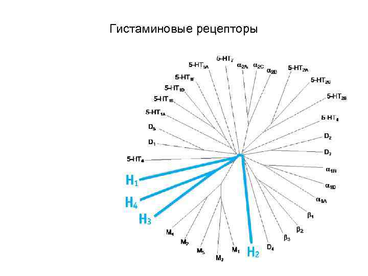 Гистаминовые рецепторы 