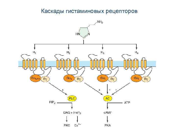 Каскады гистаминовых рецепторов 
