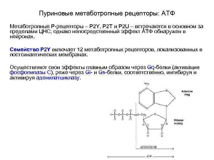Пуриновые метаботропные рецепторы: АТФ Метаботропные Р-рецепторы – P 2 Y, P 2 T и