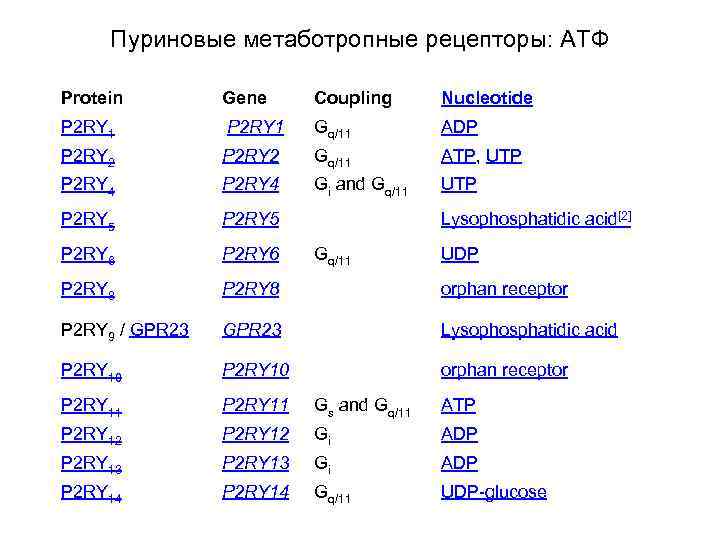 Пуриновые метаботропные рецепторы: АТФ Protein Gene Coupling Nucleotide P 2 RY 1 Gq/11 ADP