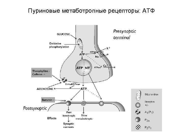 Пуриновые метаботропные рецепторы: АТФ 