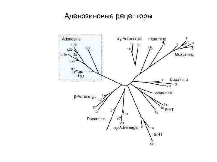 Аденозиновые рецепторы 