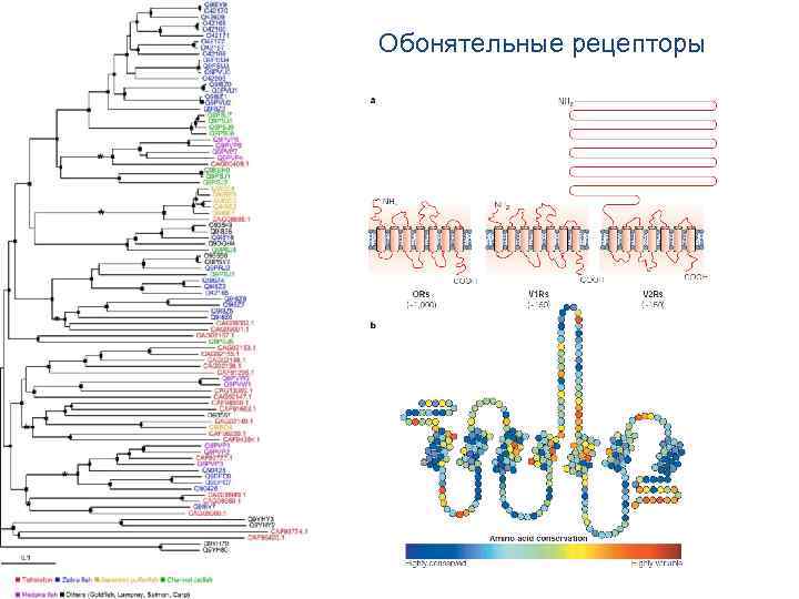 Обонятельные рецепторы 