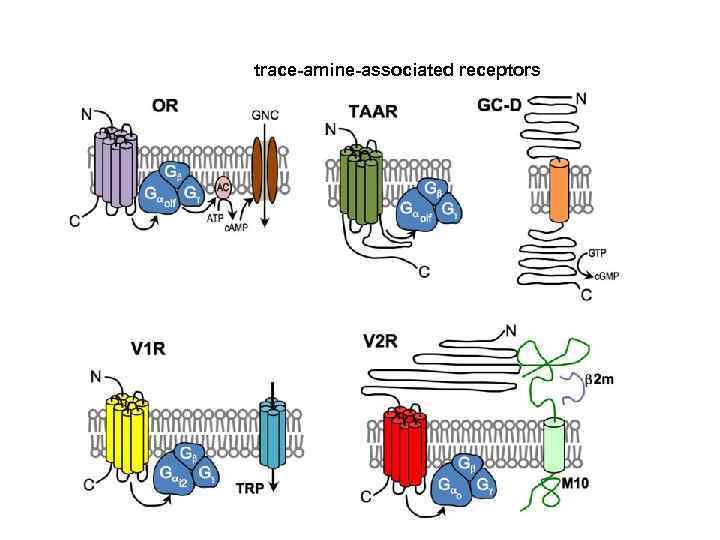 trace-amine-associated receptors 