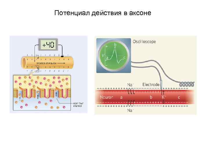 Потенциал действия в аксоне 