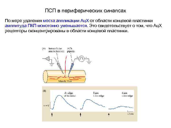 ПСП в периферических синапсах По мере удаления места аппликации Ац. Х от области концевой