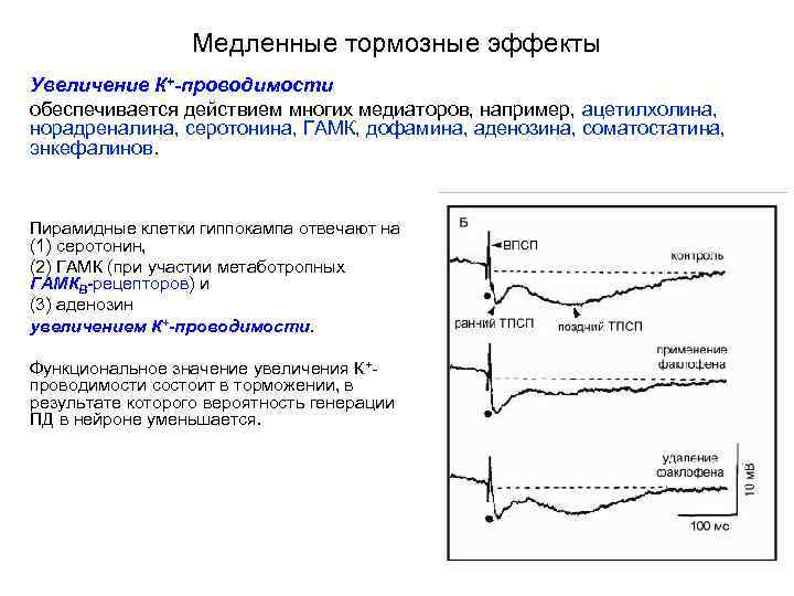 Медленные тормозные эффекты Увеличение К+-проводимости обеспечивается действием многих медиаторов, например, ацетилхолина, норадреналина, серотонина, ГАМК,