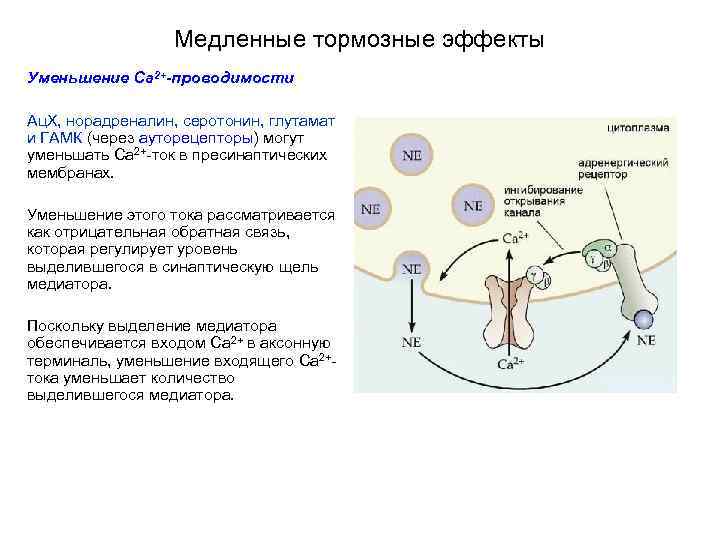 Медленные тормозные эффекты Уменьшение Ca 2+-проводимости Ац. Х, норадреналин, серотонин, глутамат и ГАМК (через