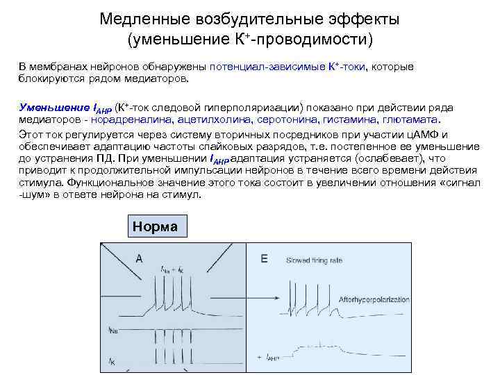 Потенциал действия в нейроне возникает в