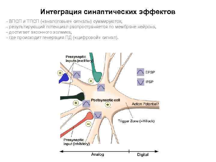 Интеграция синаптических эффектов - ВПСП и ТПСП ( «аналоговые» сигналы) суммируются, - результирующий потенциал